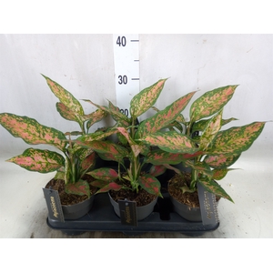 Aglaonema   ...