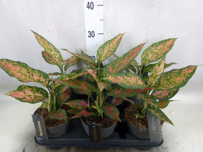 <h4>Aglaonema   ...</h4>