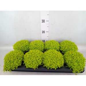 Soleirolia soleirolii 'Aurea'