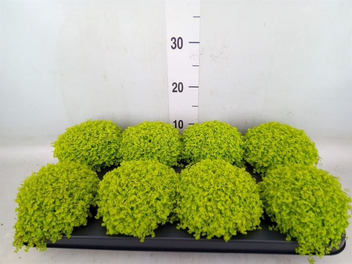 <h4>Soleirolia soleirolii 'Aurea'</h4>