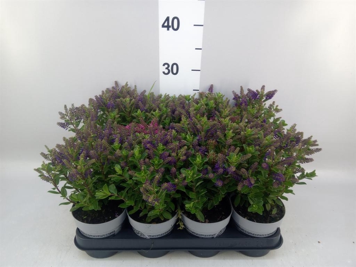 <h4>Hebe  'All Blooms'   ...mix</h4>