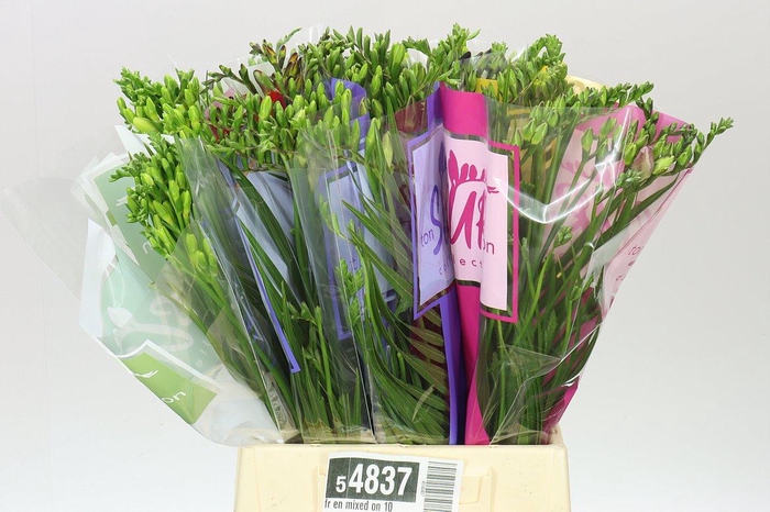 <h4>Fr En Mixed On 10</h4>