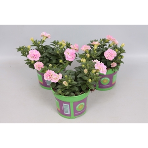 Petunia double Pink