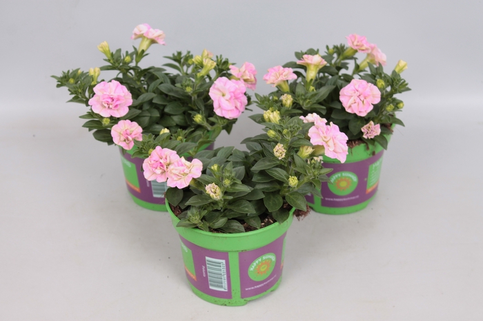 <h4>Petunia sweet Sunshine Light Pink</h4>