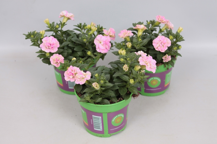 <h4>Petunia double Pink</h4>