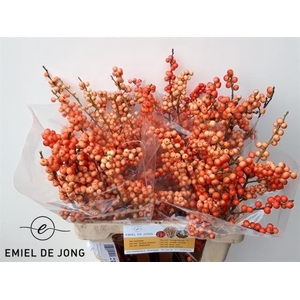ILEX VE OUDIJ ORANGE