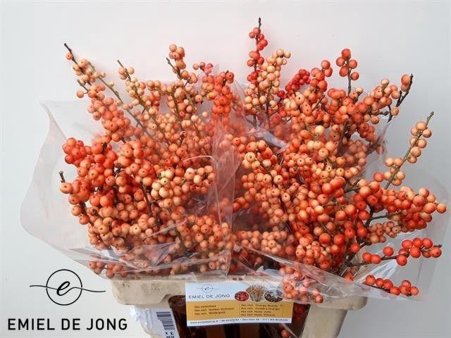 <h4>ILEX VE OUDIJ ORANGE</h4>
