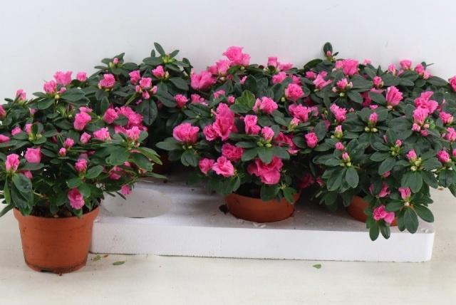 <h4>RHODO SI ROSE VOGEL</h4>