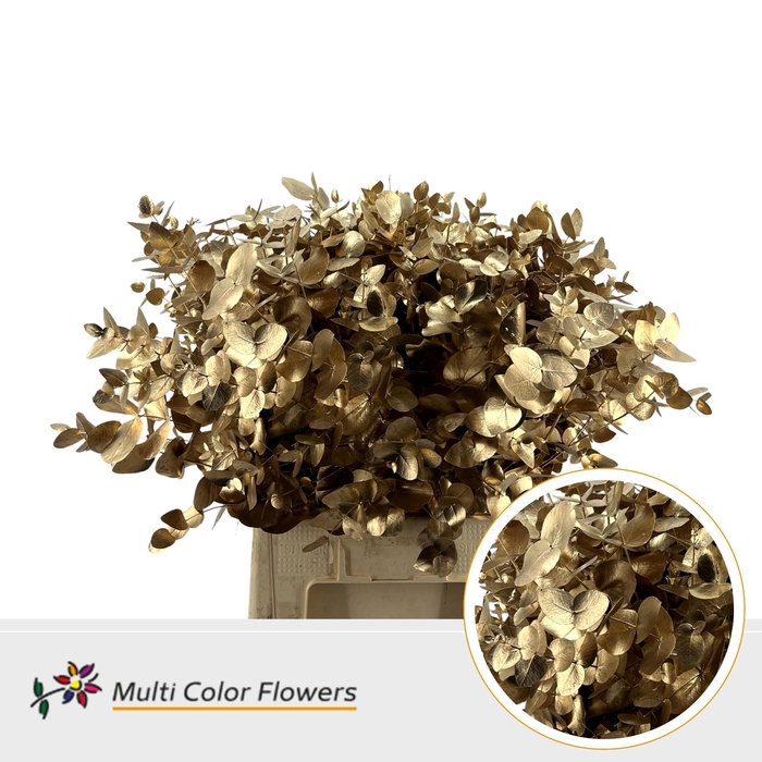 <h4>Eucalyptus Cinerea Antique</h4>