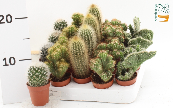 <h4>CACTUS GEM</h4>