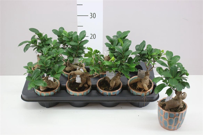 <h4>Ficus Ginseng Keramiek</h4>