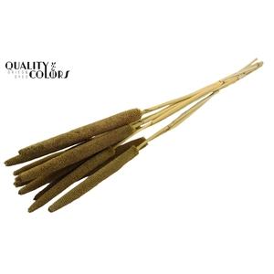 Babala on natural stem Olive