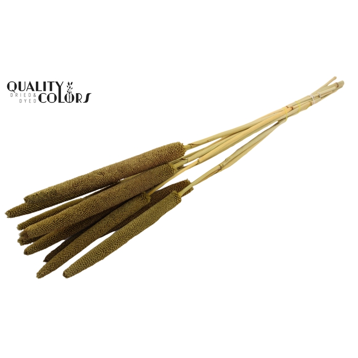 <h4>Babala on natural stem Olive</h4>