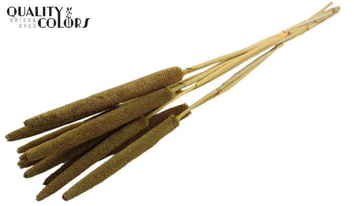 Babala on natural stem Olive