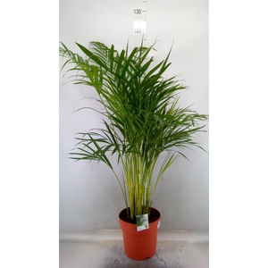 Dypsis lutescens   ...Chrysalidoca