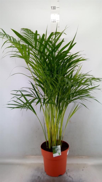 <h4>Dypsis lutescens   ...Chrysalidoca</h4>