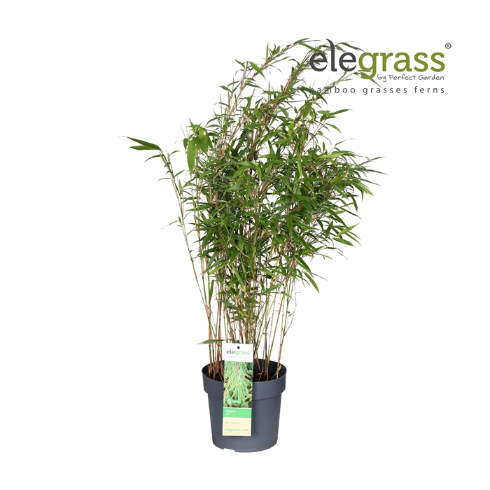 <h4>Fargesia rufa P19</h4>