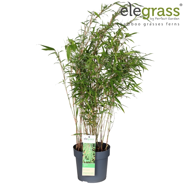 Fargesia rufa P19