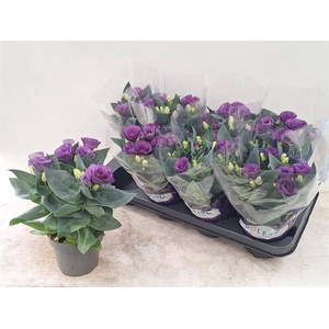 EUST JULIETTA BLUE
