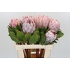 Protea Cynaroides