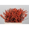 Ilex Winter Gold