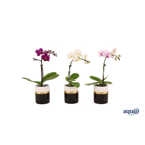 Dolomite Horizon Black Tiny Dolls Mix 1T7+ Aqu@