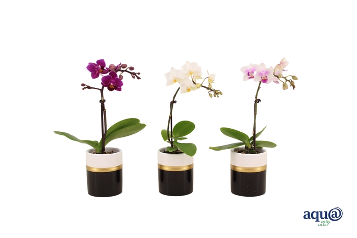 <h4>Dolomite Horizon Black Tiny Dolls Mix 1T7+ Aqu@</h4>