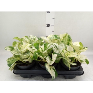 Epipremnum pinn. 'Happy Leaf'