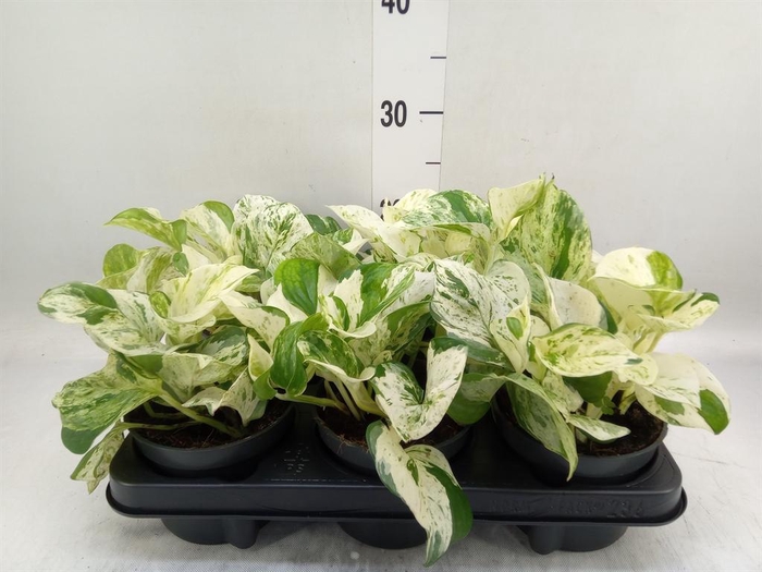 <h4>Epipremnum pinn. 'Happy Leaf'</h4>