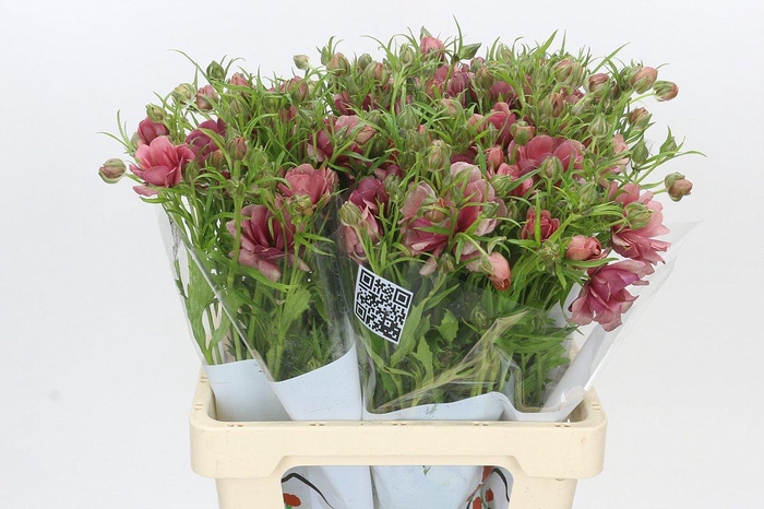 Ranunculus Moderna Carezza