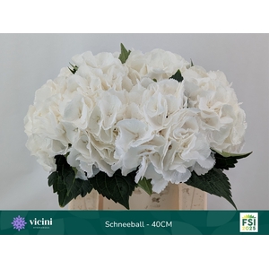 Hydrangea schneeball