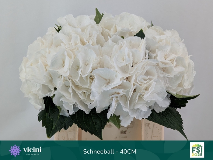 <h4>Hydrangea schneeball</h4>