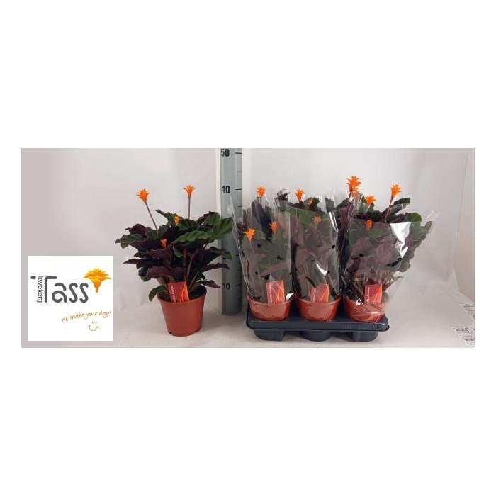 <h4>CALAT CROCATA</h4>