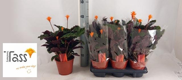 <h4>CALAT CROCATA</h4>