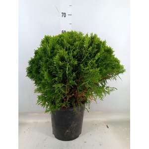 Thuja occid. 'Danica'