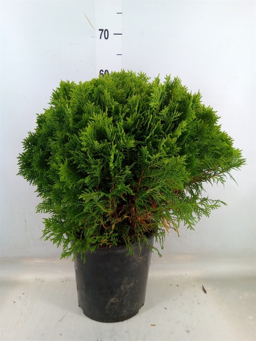 <h4>Thuja occid. 'Danica'</h4>
