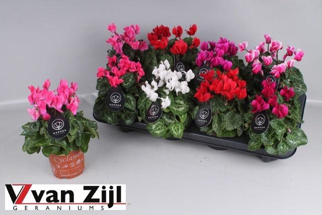 <h4>CYCL KL GARDEN</h4>