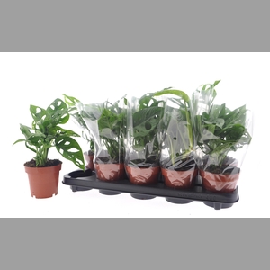 MONSTERA ADANSONII