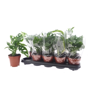 MONSTERA ADANSONII