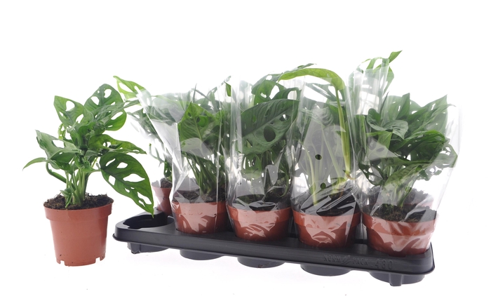 <h4>MONSTERA ADANSONII</h4>