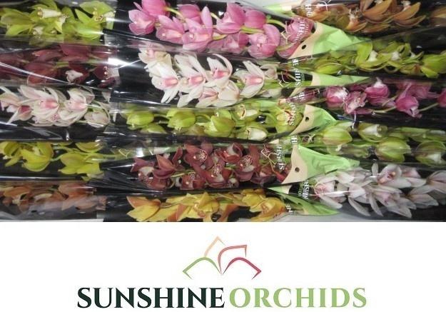 <h4>CYMB MI GEM</h4>