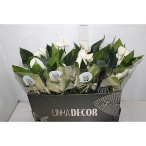 ANTHURIUM WHITE WINNER P15 BRANCO