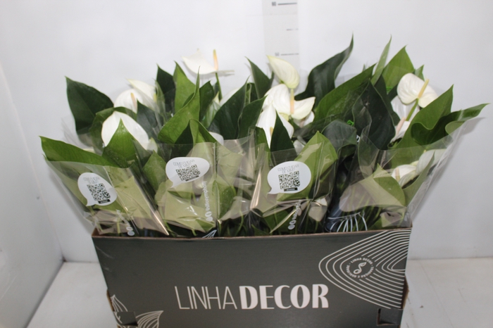 <h4>ANTHURIUM WHITE WINNER P15 BRANCO</h4>