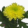 Chrys bl zembla brasil