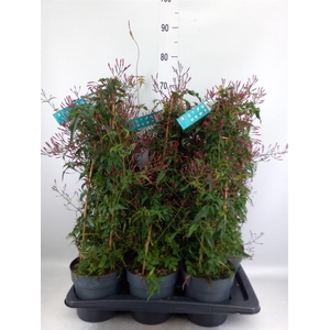 Jasminum polyanthum   ...rose