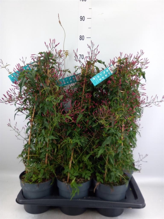 <h4>Jasminum polyanthum   ...rose</h4>
