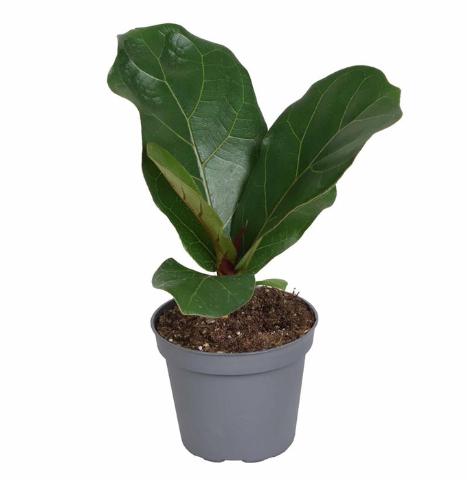 FICUS ELASTICA P6 LYRATA