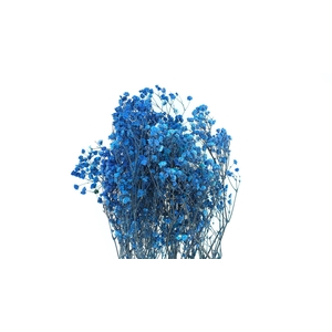 Dried Bleached Gypso Xlence Blue