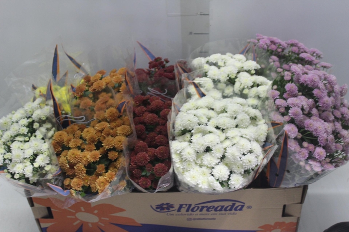 <h4>CRISANTEMO BOLA BELGA JASODA P11 VARIADO</h4>