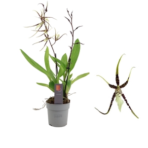 Inca Brassia Toscane 2 spike